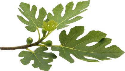 Fresh green fig branch with leaves and unripe figs isolated transparent background
