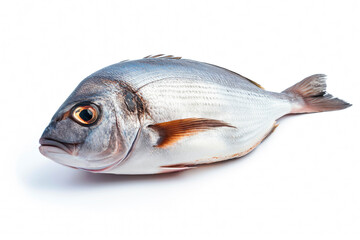 Raw fresh fish dorado isolated on white background