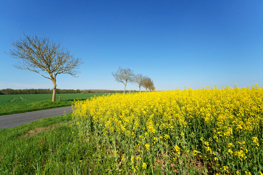 Country road to Arbonne in the French Gatinais Regional Nature Park. &Icirc;le-de-France region	
