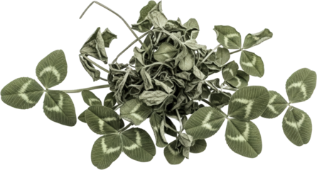 Dried Clover Leaf Arrangement Close up of Withered Four Leaf Clovers and Stems