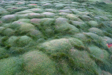 Grassy landscape with mounds of the cliffs of Downpatrick Head with the Atlantic Ocean Co. Mayo,...