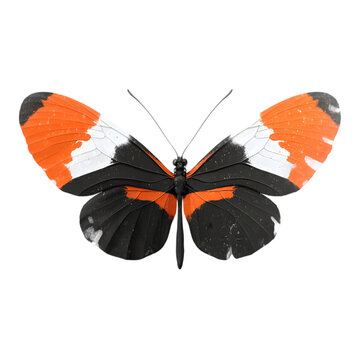 Striking black orange and white butterfly isolated on transparent background