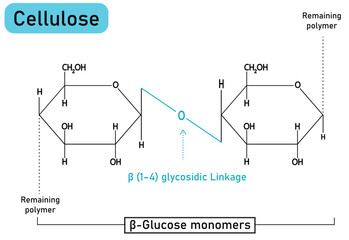 Cellulose Molecular Structure Vector Illustration – Polysaccharide Carbohydrate Polymer with β(1-4) Glycosidic Bonds, Glucose Monomers, Plant Cell Wall Component – Scientific Biochemistry Diagram