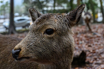 Close up of deer, Japan