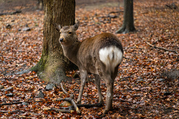 Deer in park, Japan