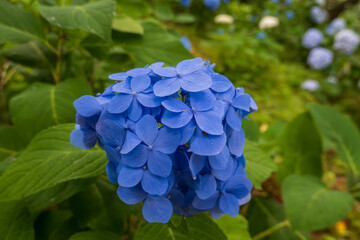 水滴残る鮮やかなブルーの紫陽花