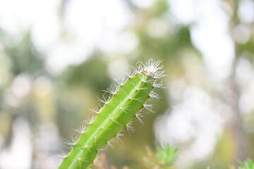 Tender stem of dragon fruit plant.