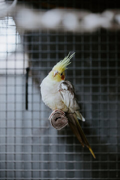 Cockatiel perched on a wooden branch inside an enclosure