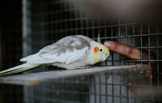 Cockatiel perched on a wooden branch being pet with a human finger.