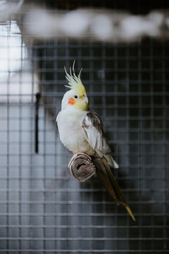 Cockatiel perched on a wooden branch inside an enclosure