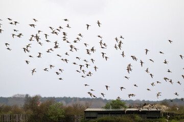 Barge à queue noire,.Limosa limosa, Black tailed Godwit