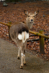 Deer in park, Japan