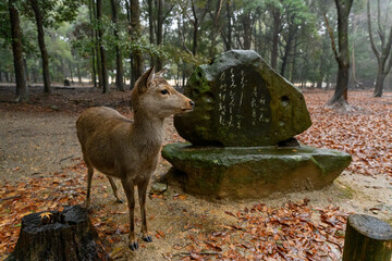 Deer with stone, Japan