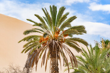 A lush date palm tree in the oasis of Huacachina, Peru
