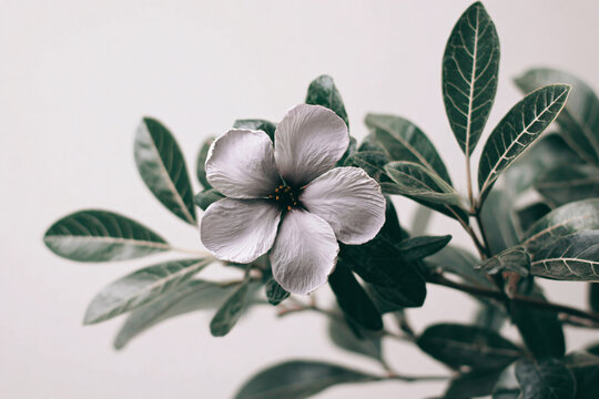 a flower that is sitting on a plant - Powered by Adobe