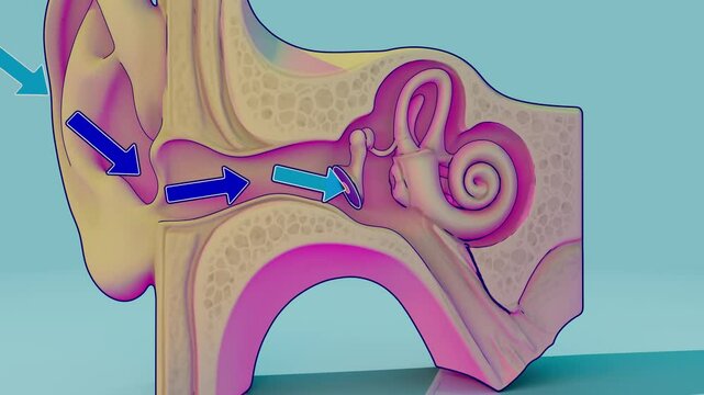 Conceptual 3D animation of an ear anatomy