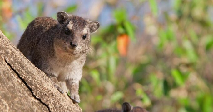 Wide of a rock hyrax (Procavia capensis) sunbathing facing camera on a rock outcrop in morning in Kenya