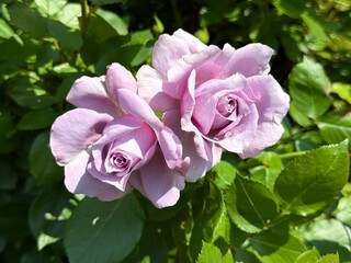 Tender roses purple pink delicate flowers.