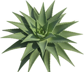 Fototapeta premium Lush Green Aloe Vera Plant Succulent Tropical Flora Desert Botanical Detailed Close Up