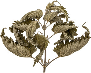 Fototapeta premium Dried Stinging Nettle Plant Detailed Close up of Dried Leaves and Stem Botanical Illustration