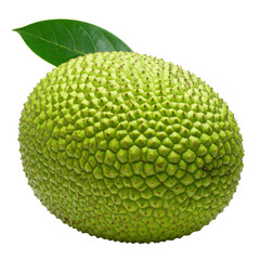 Realistic PNG Fresh Breadfruit