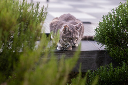 a grey cat crouches on a ledge behind a hedge of rosemary