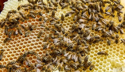 Busy Honeybees Working on Honeycomb