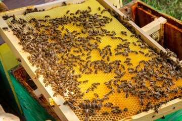 Busy Honeybees Working on Honeycomb
