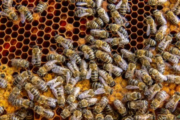 Busy Honeybees Working on Honeycomb