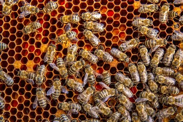 Busy Honeybees Working on Honeycomb