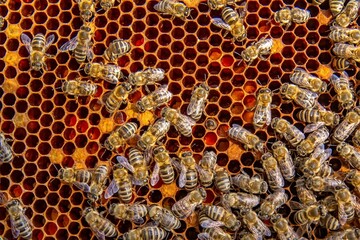 Busy Honeybees Working on Honeycomb
