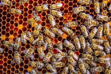 Busy Honeybees Working on Honeycomb