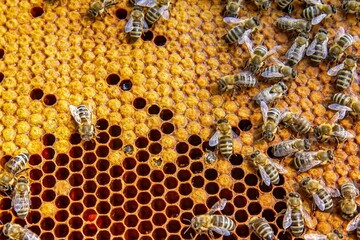 Busy Honeybees Working on Honeycomb