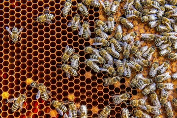 Busy Honeybees Working on Honeycomb