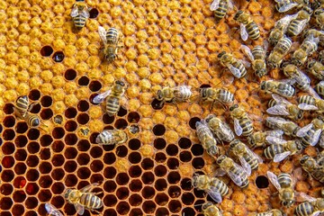 Busy Honeybees Working on Honeycomb