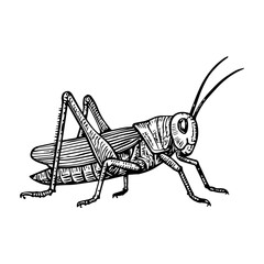 grasshopper vector realistic line icon on white background
Vector line icon animal, wildlife