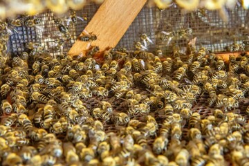 Busy Honeybees Working on Honeycomb