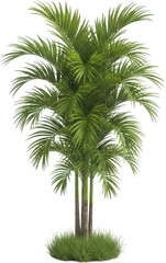 Lush Tropical Palm Tree with Grassy Base Isolated on White Background 3D Render