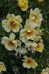 Cluster of pale yellow roses on a bush
