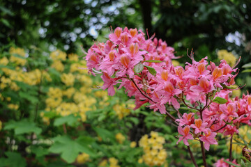 Pink and yellow azaleas blooming in a vibrant 