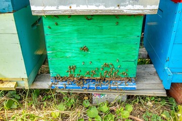 Bees at Colorful Beehive Entrance