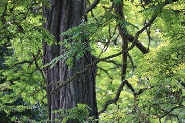 Black Locust in the Morning