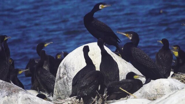 The life of a colony of southern cormorant (Phalacrocorax carbo sinensis) in the Baltic. The first half of the fledgling period, Two chicks beg for food from a parent standing on a boulder