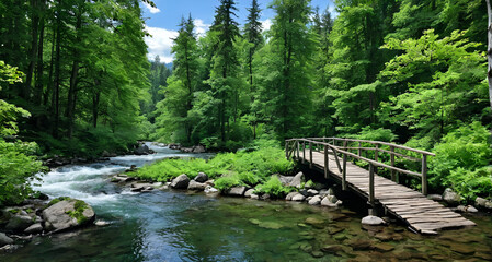 bridge in the forest