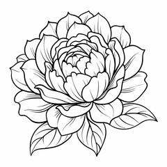 vector illustration of lotus flower