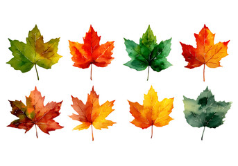 Fototapeta premium Eight watercolor maple leaves autumn colors fall foliage, On Transparent Background