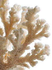 Detailed Coral Cross-Section Isolated on White Transparent Background