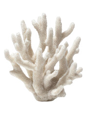 Detailed Finger Coral Texture and Shape White Background Transparent Background