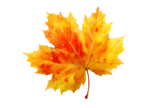 Vibrant autumn maple leaf isolated on black background, On Transparent Background