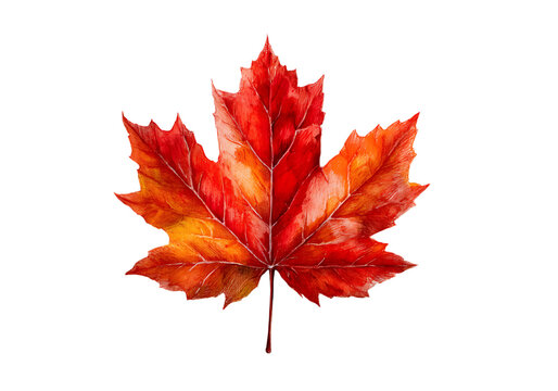 Vibrant red maple leaf autumn fall foliage nature, On Transparent Background
